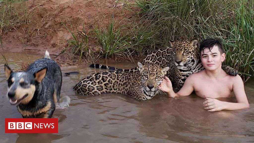 Pequeño amigo jaguar rompecabezas en línea