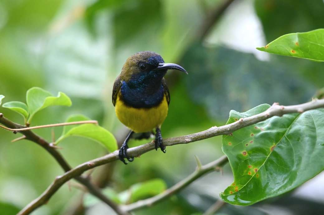 žlutý a černý pták na větev stromu online puzzle