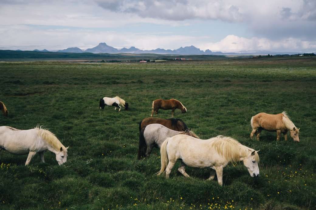 Isländska hästar på Island pussel på nätet