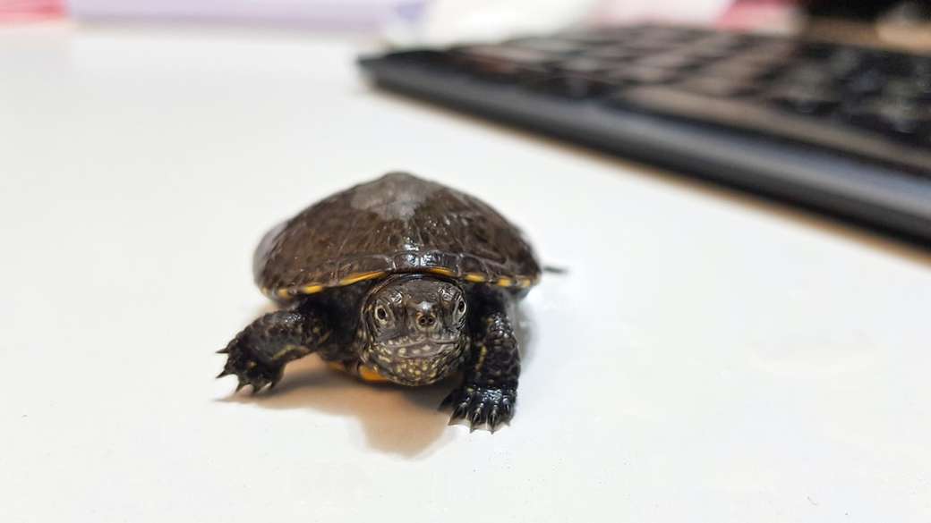 Mi pequeña tortuga encantadora rompecabezas en línea