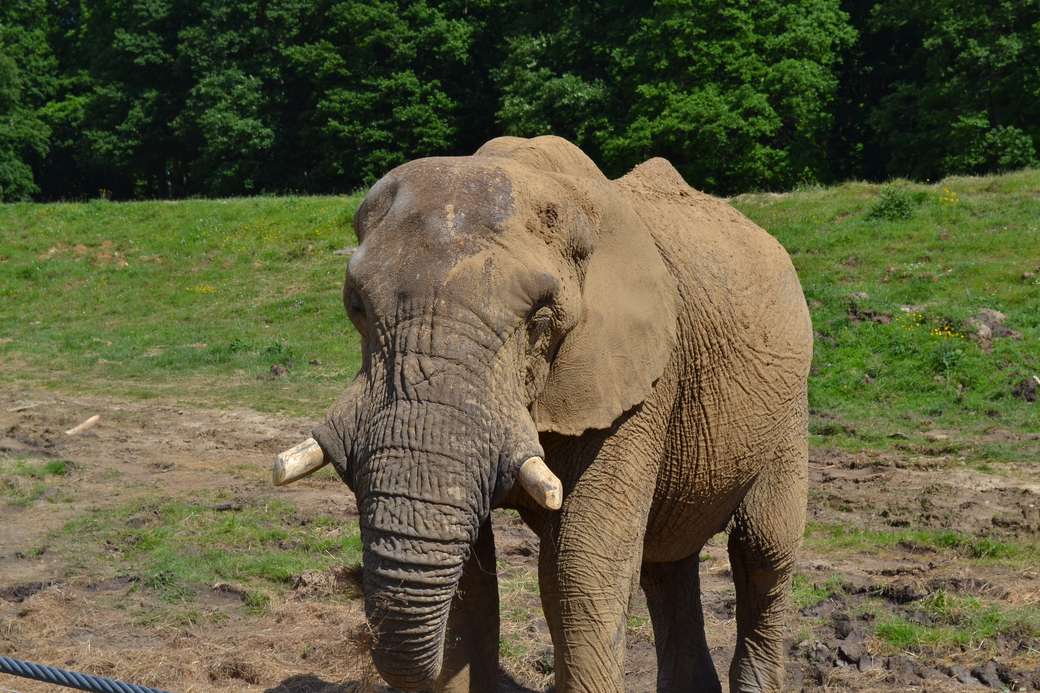 Animalele din jungla-elefantul puzzle online
