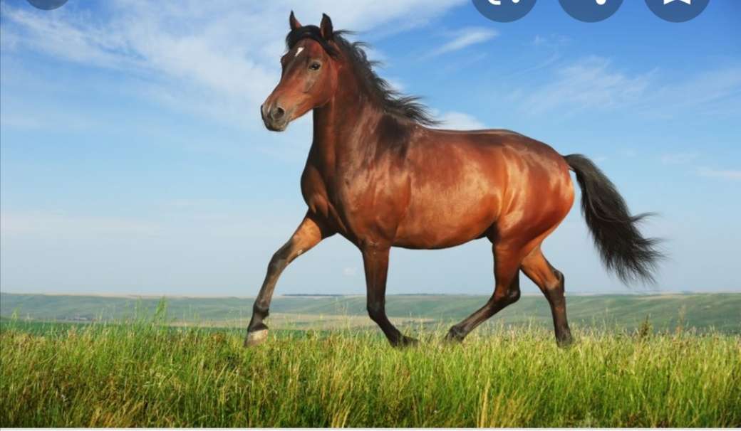 Le cheval brun puzzle en ligne
