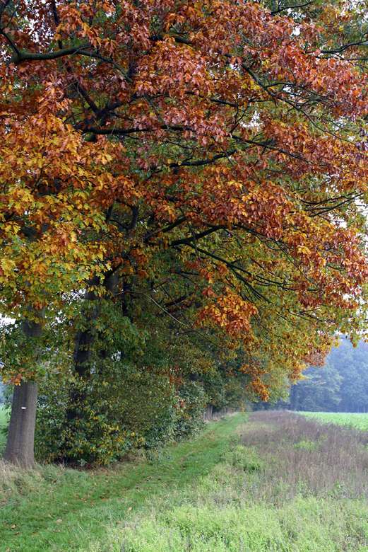 Снимка есенни дървета онлайн пъзел