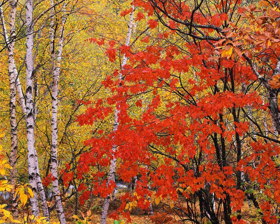 Fotografie podzimní les skládačky online