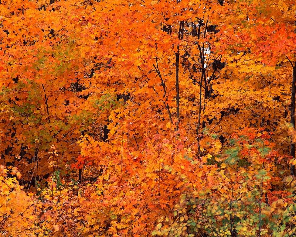 Photo autumn leaves online puzzle