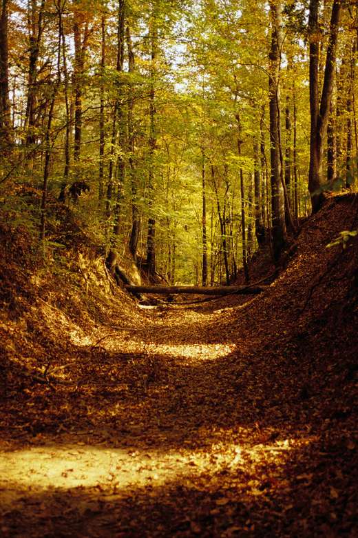 Foto floresta de outono quebra-cabeças online