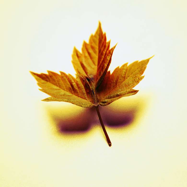 Photo autumn leaf online puzzle