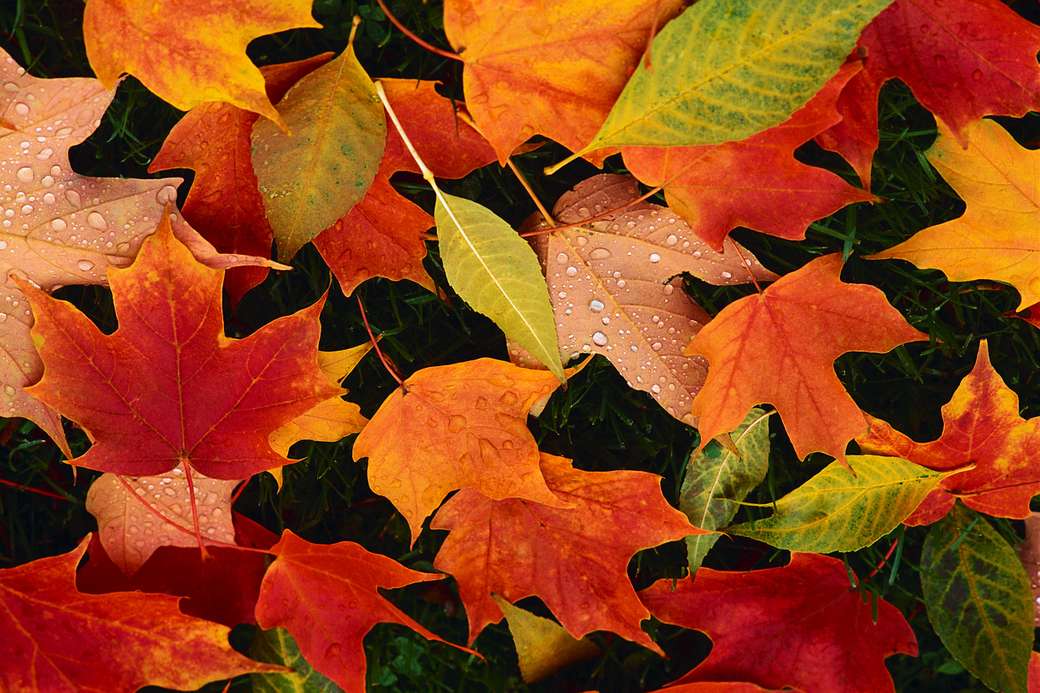 Фото Разноцветные осенние листья пазл онлайн