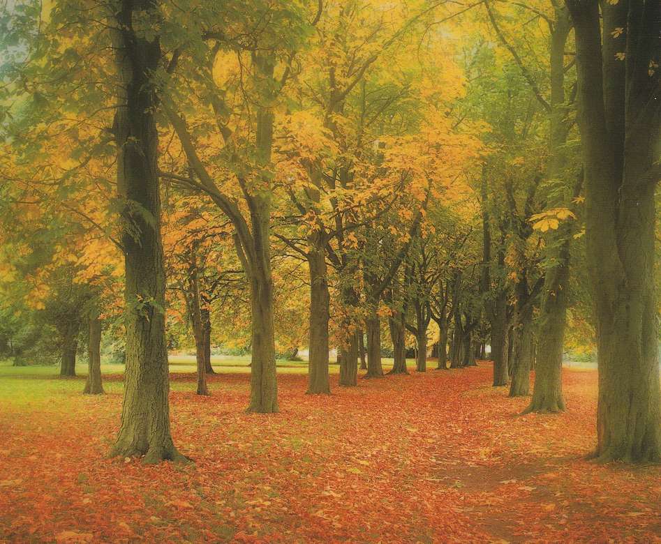 Photo forêt d'automne puzzle en ligne