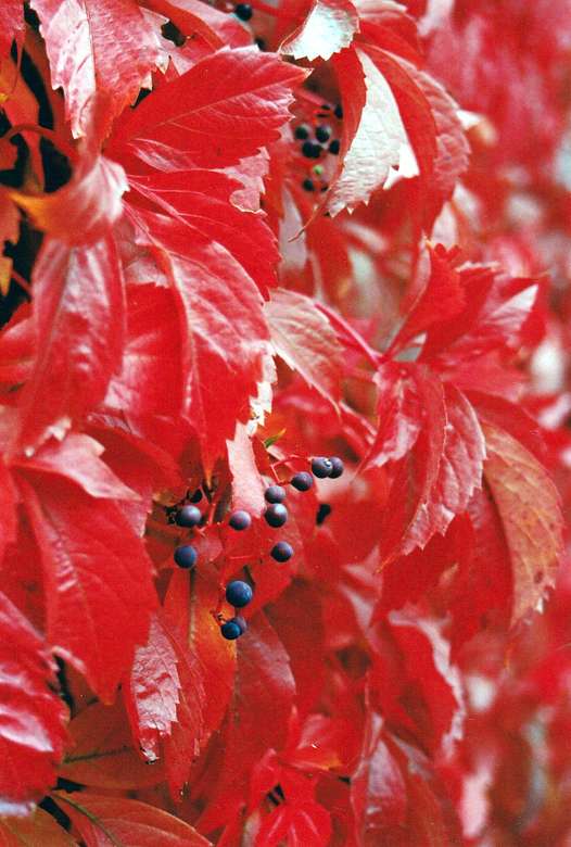 Фото осенние листья винограда онлайн-пазл