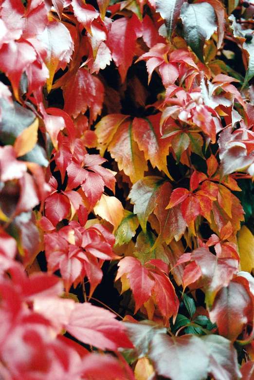 Foto de coloridas hojas de vid rompecabezas en línea
