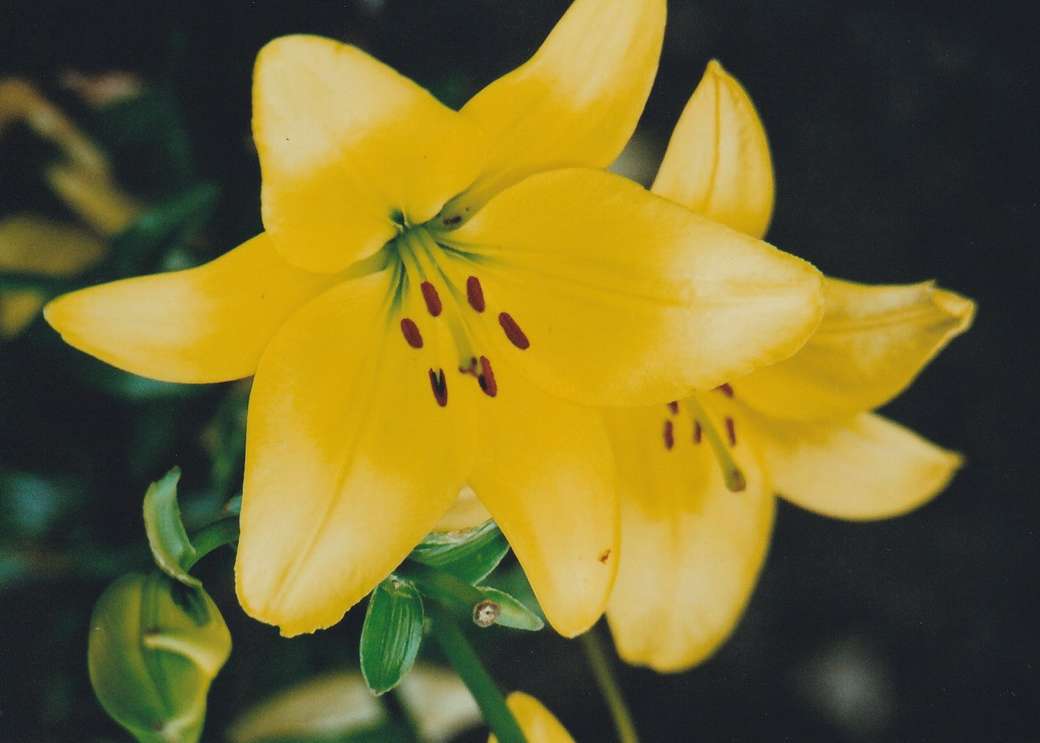 Yellow lilies online puzzle