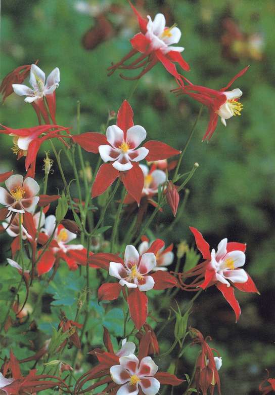 Blommor vit-gul-röd pussel på nätet