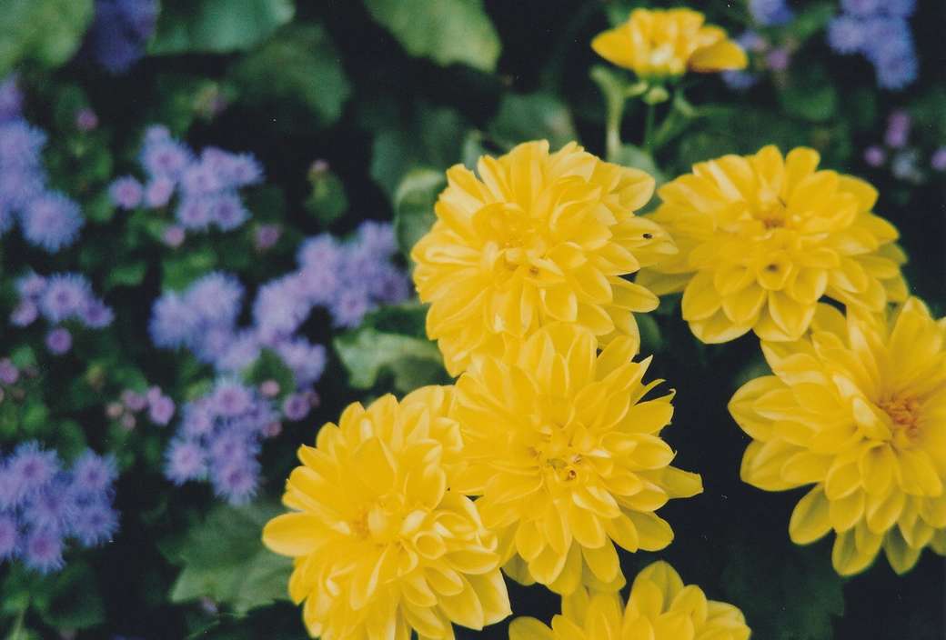 Желтые и синие цветы пазл онлайн