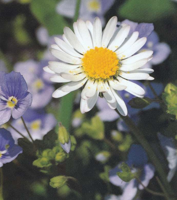 Daisy med blå blommor Pussel online
