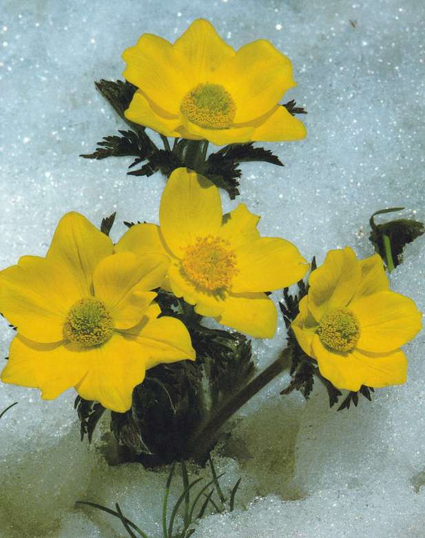 Flowers in snow jigsaw puzzle online