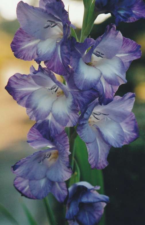 Blå gladiolus. pussel på nätet