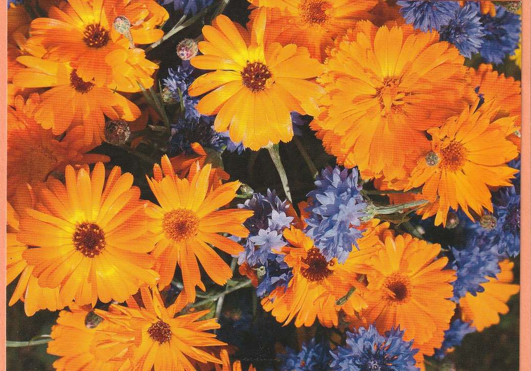 Blommor orange och blått pussel på nätet