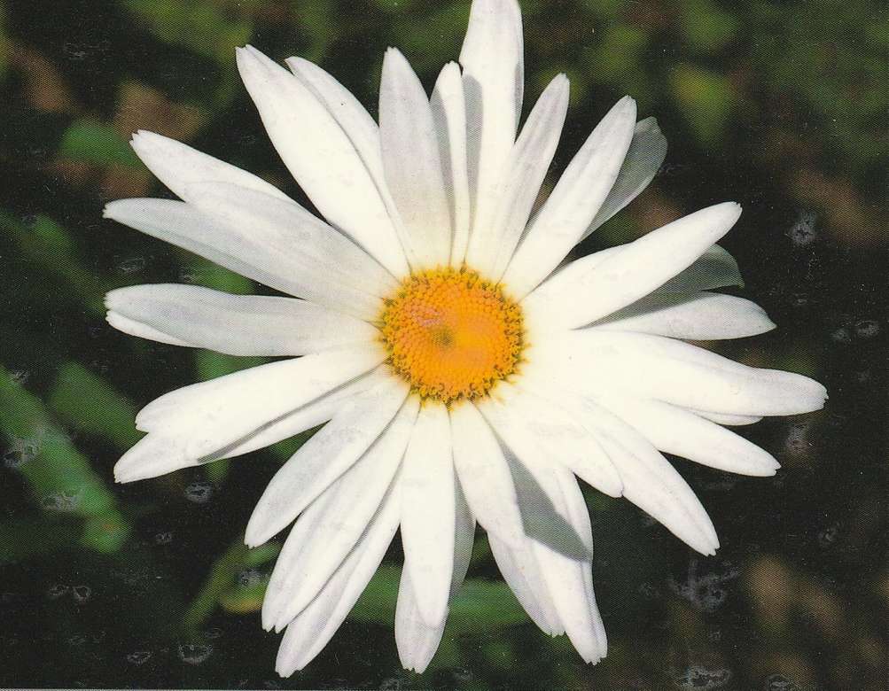 A daisy online puzzle