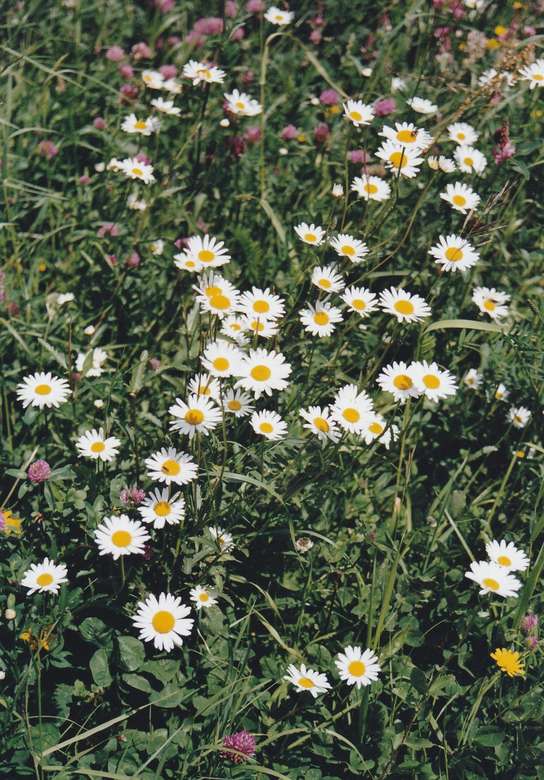 Meadow with daisies online puzzle