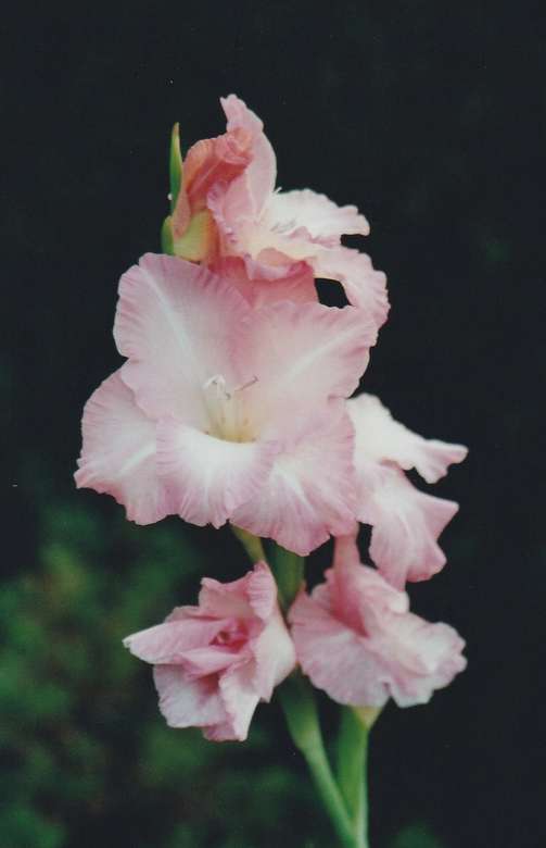 Rosa gladiolus pussel på nätet