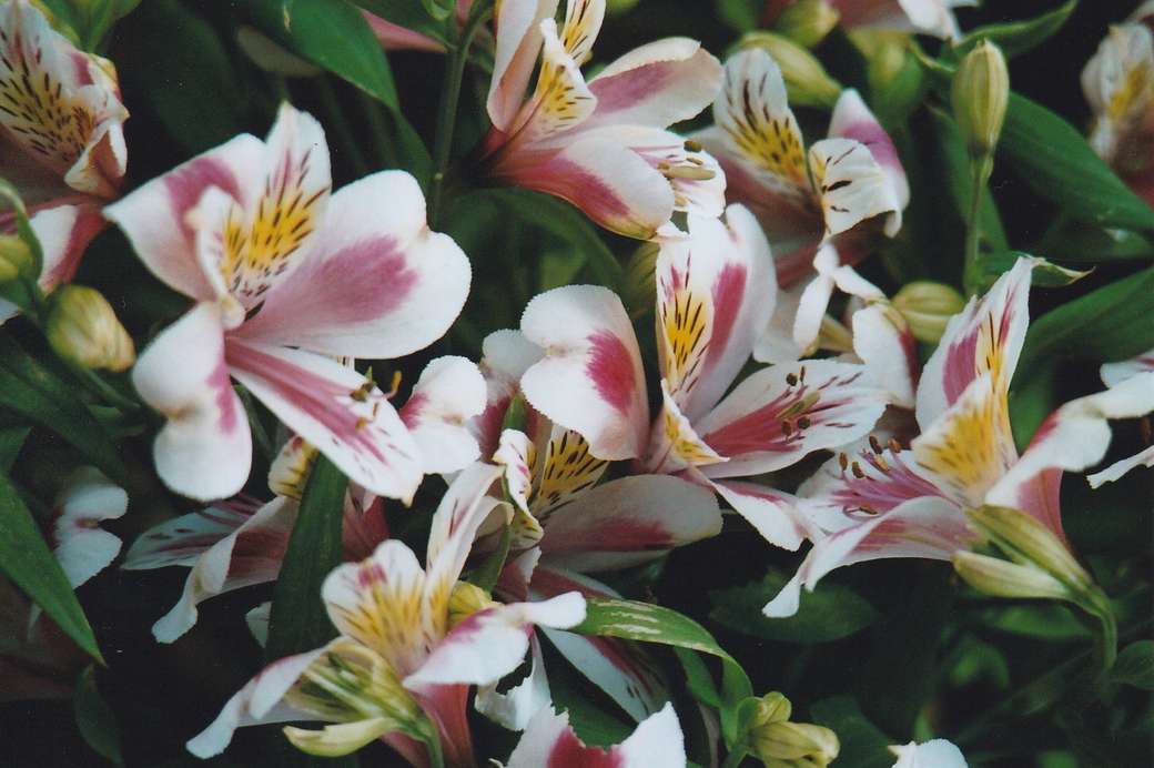 A bouquet of lilies online puzzle