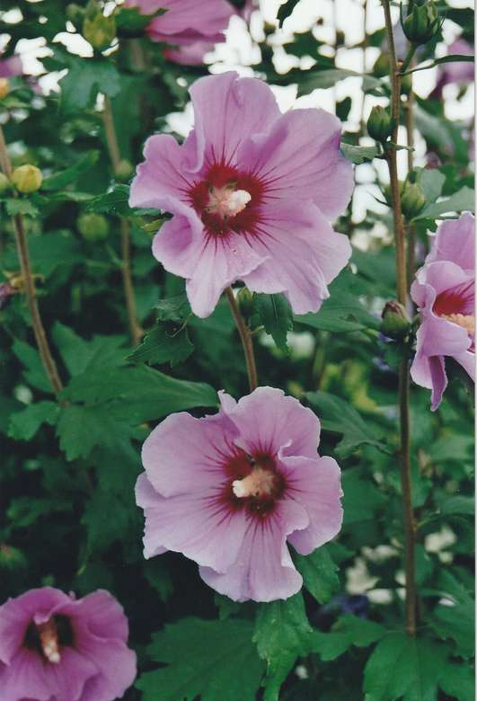 Pink mallow jigsaw puzzle online