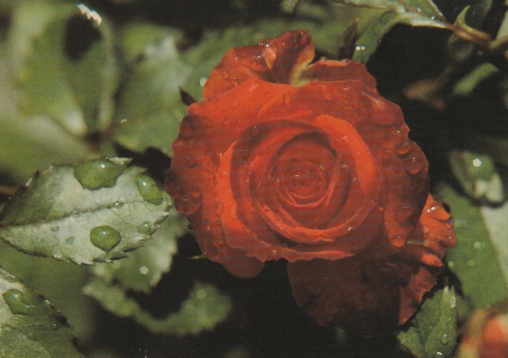 červená růže skládačky online