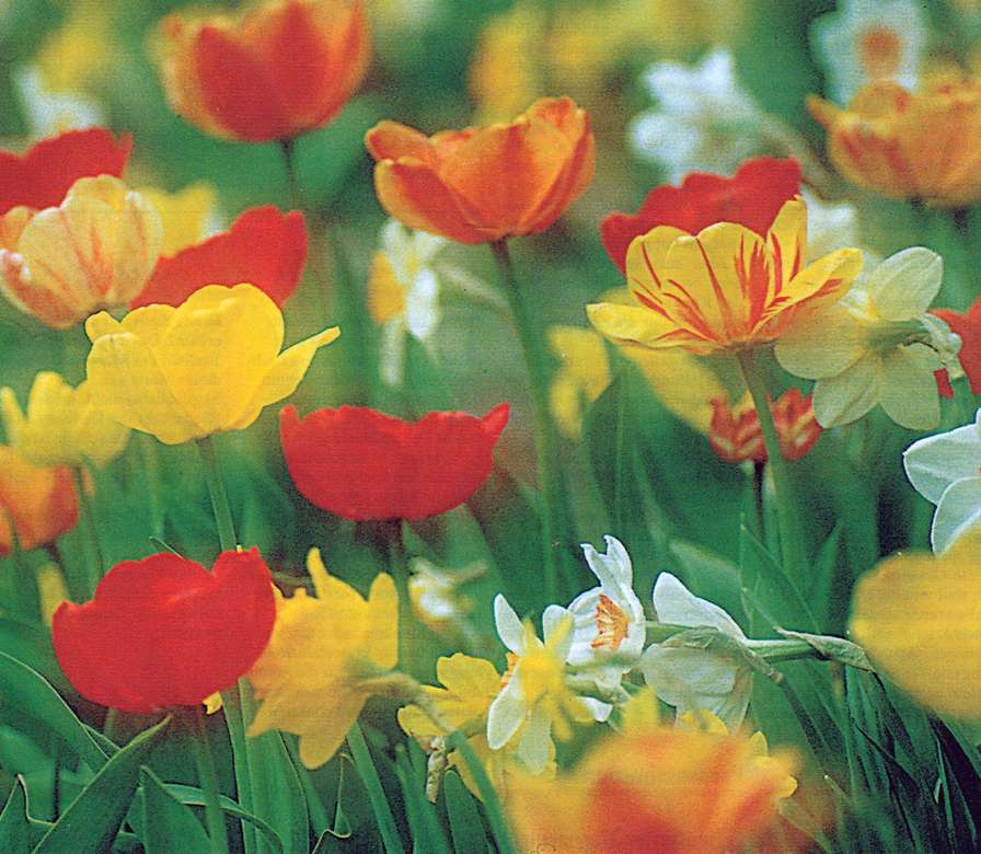 Campo de tulipanes de colores rompecabezas en línea