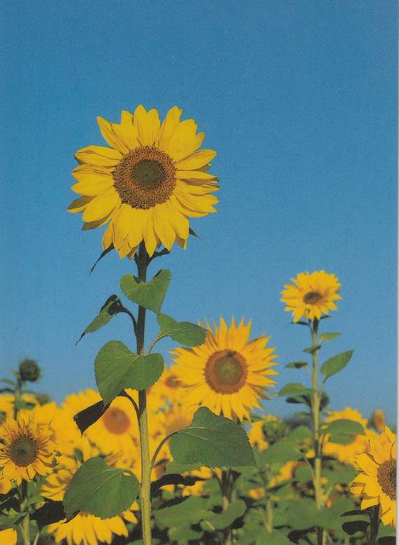 A sunflower field jigsaw puzzle online