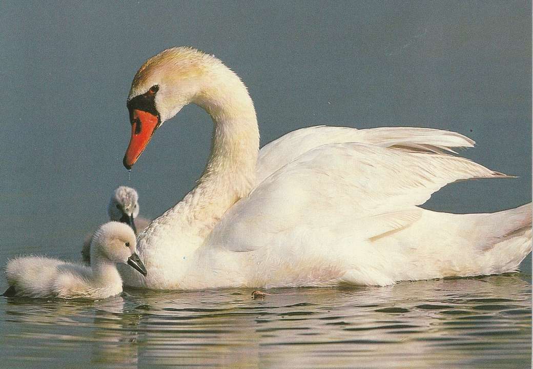 2匹の子を持つ白鳥のママ オンラインパズル