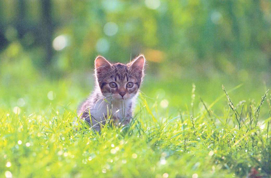Pisica mică la o vânătoare puzzle online
