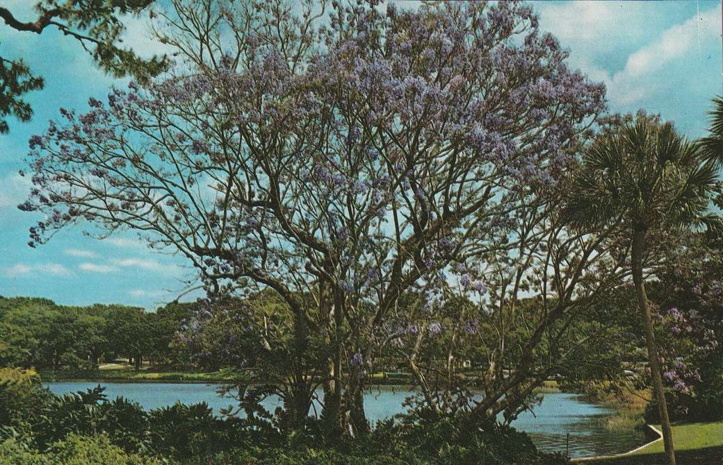 Florida virágos fa kirakós