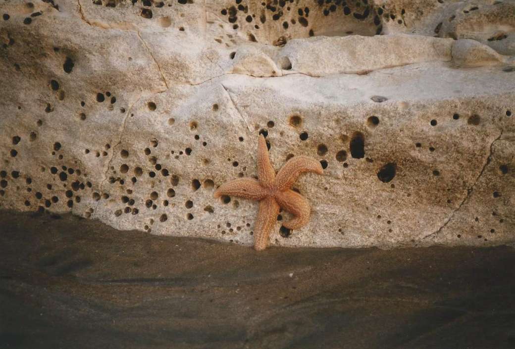 Starfish under the chalk cliffs of Dover jigsaw puzzle online