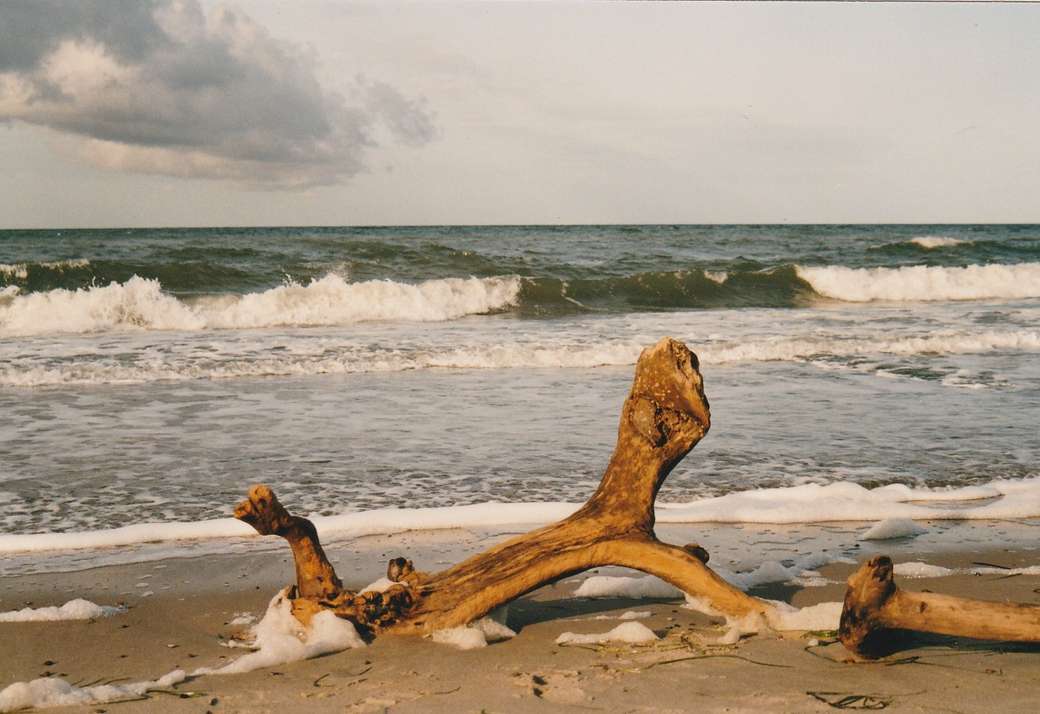 Praia do mar Báltico de Darss puzzle online
