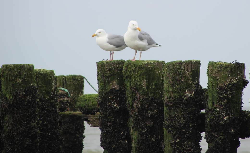 Seagulls at Domburg Zeeland online puzzle