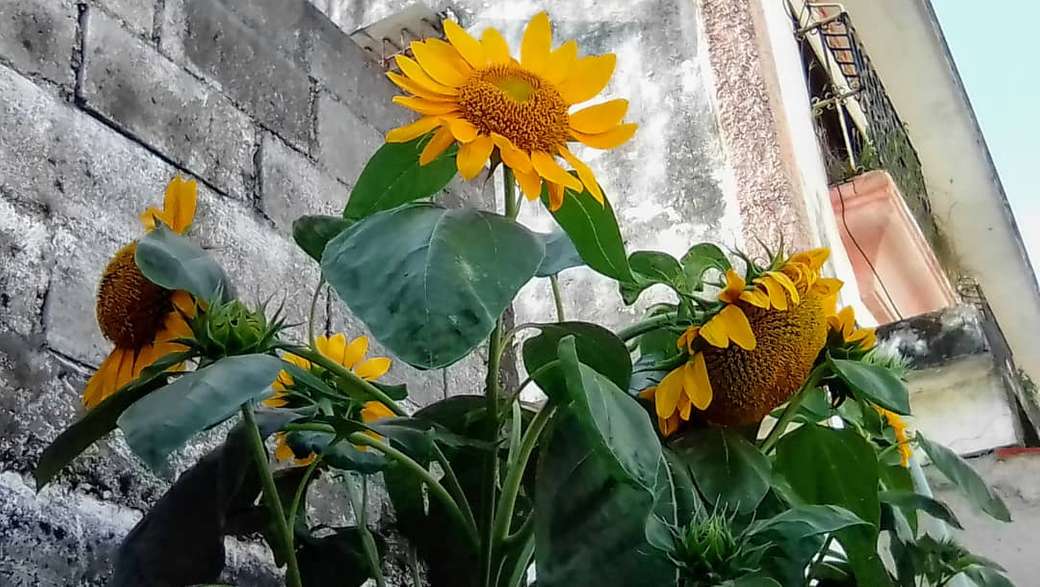 zonnebloemen legpuzzel online