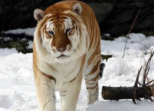 Сибирски тигър онлайн пъзел
