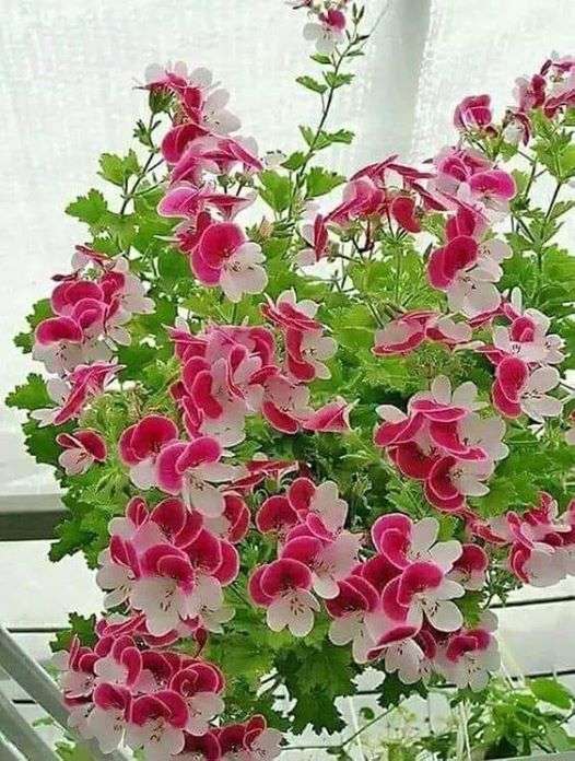 Fiore in vaso. puzzle online