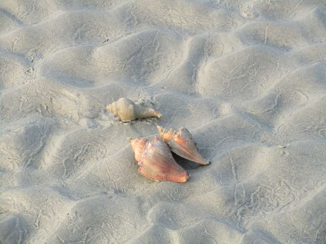 barna kagyló fehér homokon kirakós online