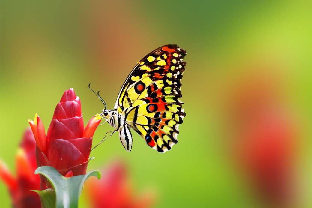 Butterflies... online puzzle