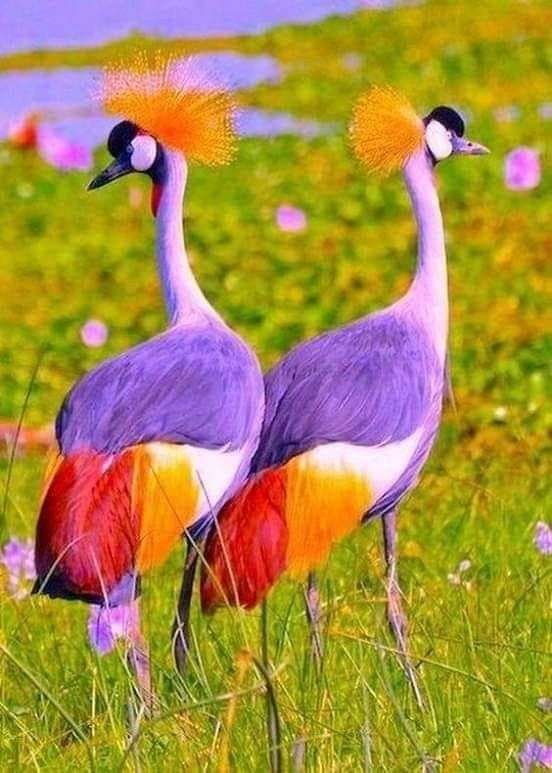 Разноцветные птички онлайн-пазл