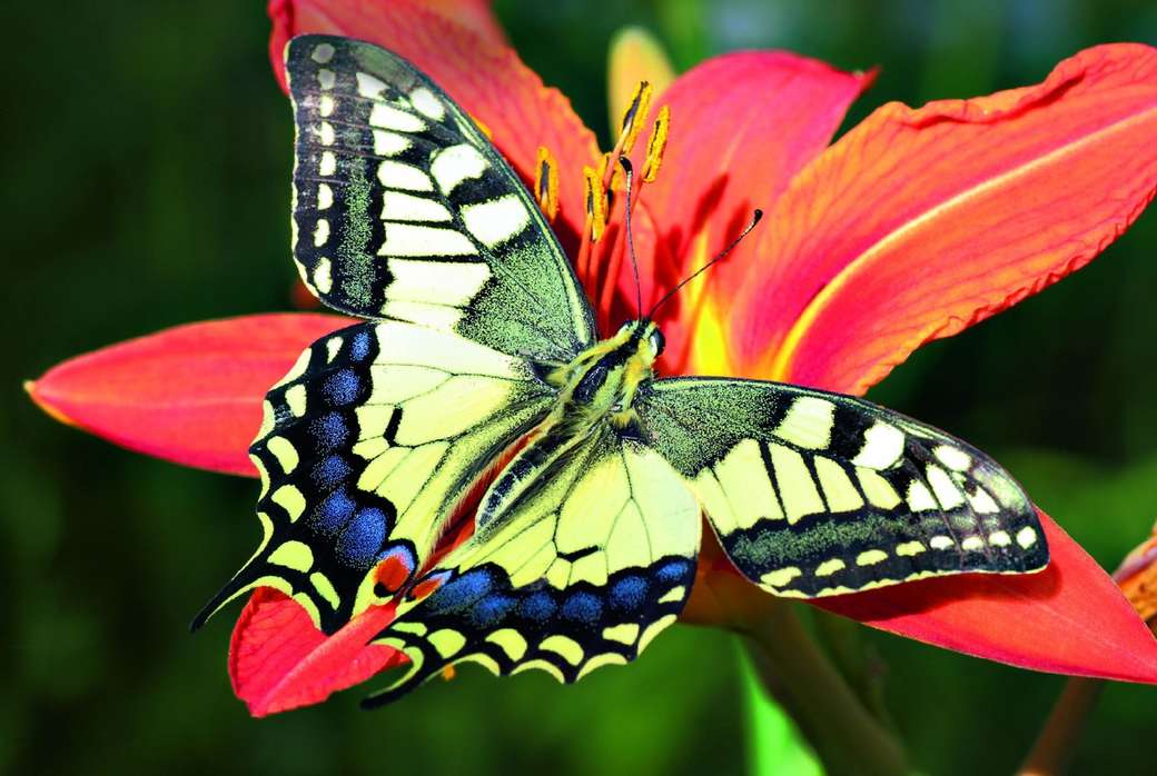 Papillons ... puzzle en ligne