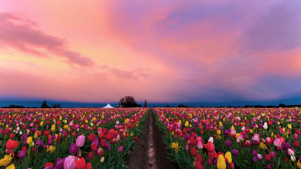 field of flowers at sunset online puzzle