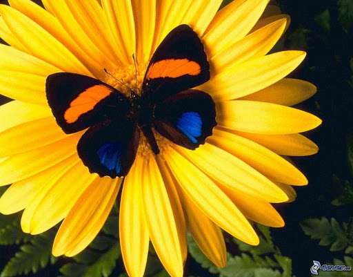 Метелики... пазл онлайн