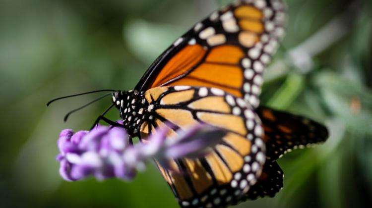 Fjärilar ... Pussel online