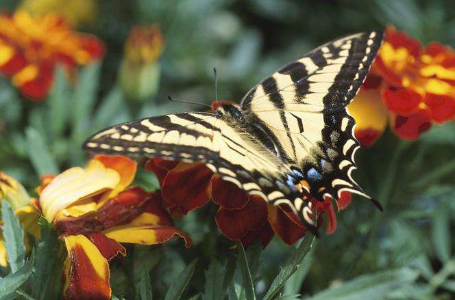 Schmetterlinge ... Puzzlespiel online
