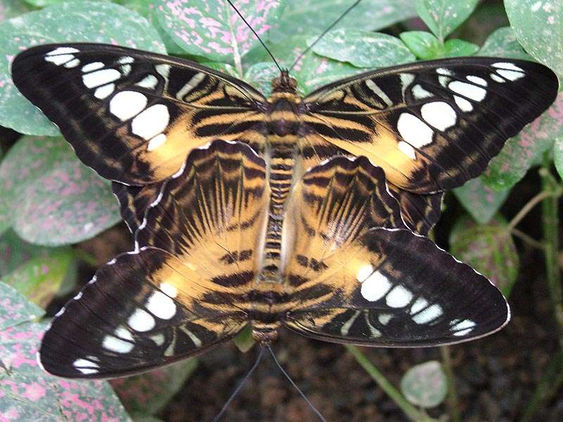 Vlinders ... online puzzel