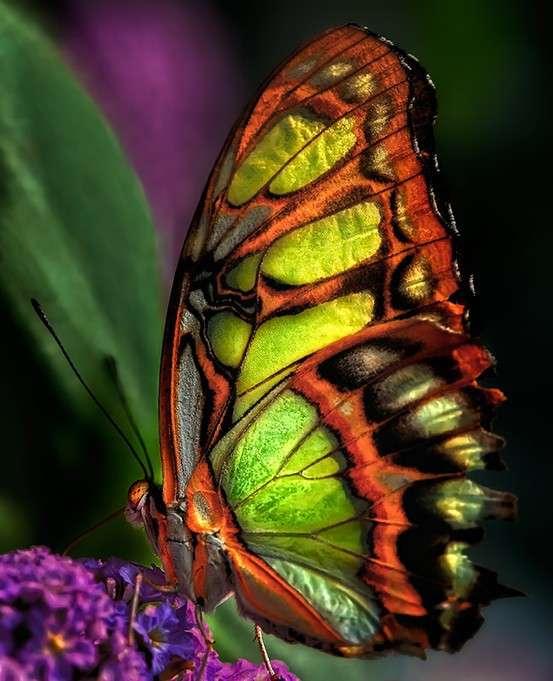 Schmetterlinge ... Puzzlespiel online