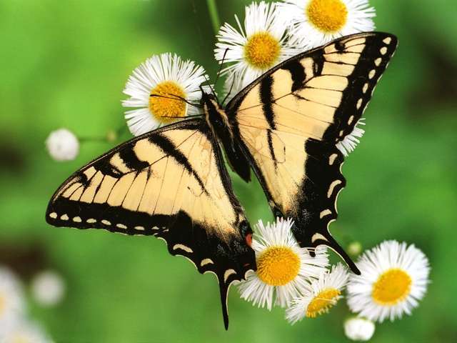Пеперуди ... онлайн пъзел